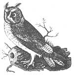 Most people can identify thousands of corporate logos but not five local birds.